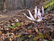 Benedetta primavera sui sentieri per il Monte Ubione da Ubiale-18mar23 - FOTOGALLERY